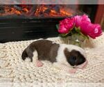 Small Photo #5 Saint Bernard Puppy For Sale in KALEVA, MI, USA