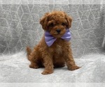 Small #4 Cavapoo