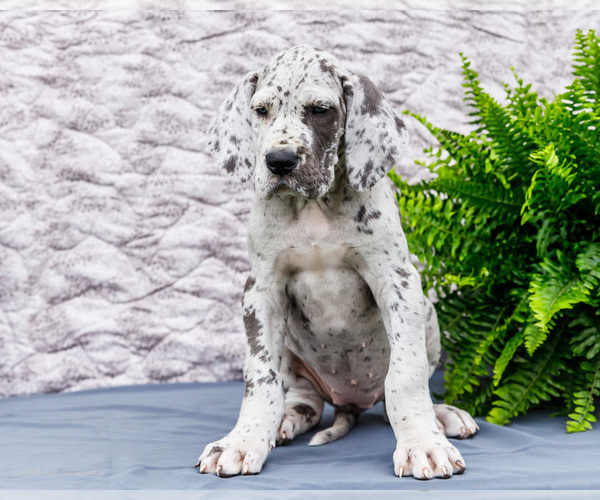 Medium Photo #11 Great Dane Puppy For Sale in WAKARUSA, IN, USA