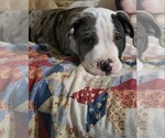 Small Photo #2 American Bully Puppy For Sale in RISING FAWN, GA, USA