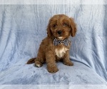 Small #6 Cavapoo (Standard)