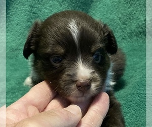 Miniature Australian Shepherd Puppy for sale in FORT MORGAN, CO, USA