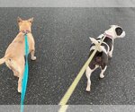 Small Photo #19 American Pit Bull Terrier-American Staffordshire Terrier Mix Puppy For Sale in Spotsylvania, VA, USA