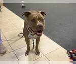 Small American Pit Bull Terrier