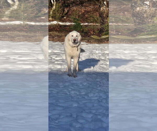 Medium Photo #4 Great Pyrenees Puppy For Sale in Bend, OR, USA