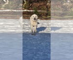 Small #3 Great Pyrenees