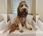 Small Photo #1 Goldendoodle (Miniature) Puppy For Sale in FRESNO, CA, USA