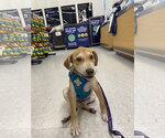 Small #7 Labrador Retriever Mix