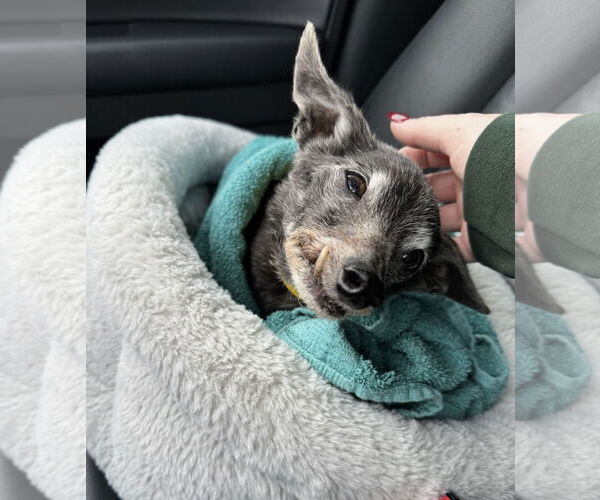 Medium Photo #2 Chihuahua-Unknown Mix Puppy For Sale in Newport Beach, CA, USA