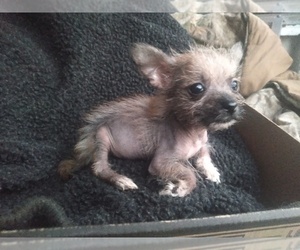 Shih Tzu-Xoloitzcuintli (Mexican Hairless) Mix Puppy for sale in COLVILLE, WA, USA