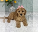 Small #1 Cavapoo
