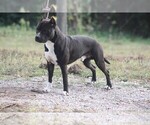 Small #4 American Staffordshire Terrier