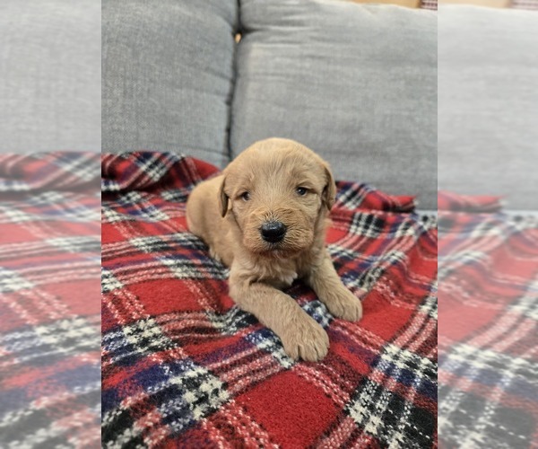 Medium Photo #1 Labradoodle Puppy For Sale in WILLIAMSTOWN, KY, USA