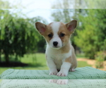 Small Photo #1 Pembroke Welsh Corgi Puppy For Sale in BARNETT, MO, USA