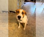 Small Jack Russell Terrier-Staffordshire Bull Terrier Mix