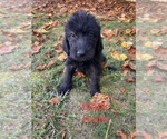 Small Photo #6 Labradoodle Puppy For Sale in KENLY, NC, USA