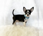 Small #7 Chihuahua