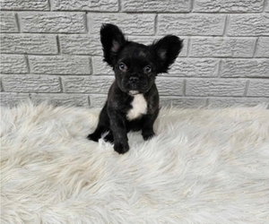 French Bulldog Puppy for sale in INDIANAPOLIS, IN, USA