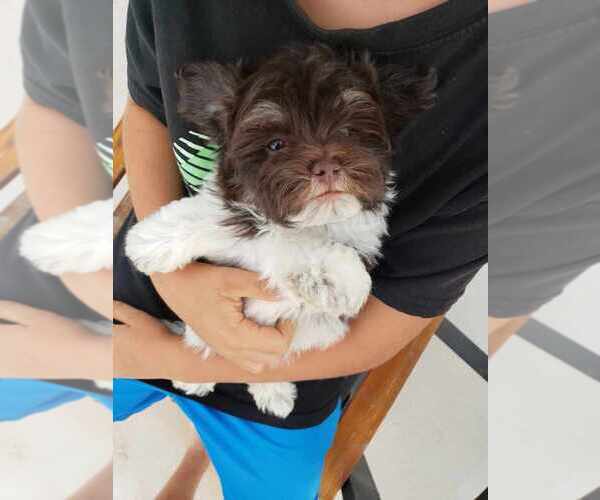 Medium Photo #6 Havanese Puppy For Sale in CASA GRANDE, AZ, USA