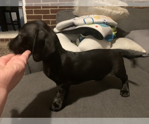 Medium Photo #5 Dachshund Puppy For Sale in BENNETTSVILLE, SC, USA