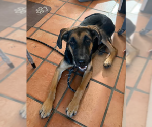Buster - Male German Shepherd Dog-Great Dane Mix Dog for Adoption - Photo #2