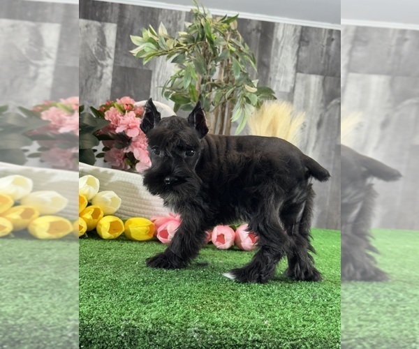 Medium Photo #3 Schnauzer (Miniature) Puppy For Sale in CANOGA, NY, USA