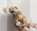Puppy 2 Poodle (Toy)-Springerdoodle Mix