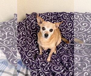 Chihuahua Dogs for adoption in Texarkana, TX, USA