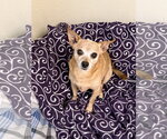 Small Chihuahua