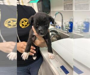 Blue Lacy-Border Collie Mix Dogs for adoption in Rosenberg, TX, USA