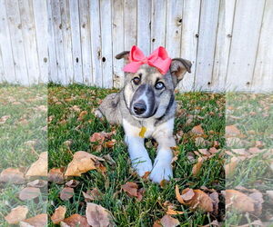 Mutt Dogs for adoption in Sandy, UT, USA