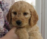 Small Photo #6 Goldendoodle Puppy For Sale in WAYNESVILLE, MO, USA
