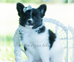 Small Photo #117 Chihuahua Puppy For Sale in WARSAW, IN, USA