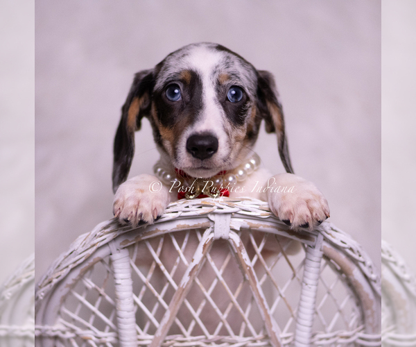 Medium Photo #87 Dachshund Puppy For Sale in WARSAW, IN, USA