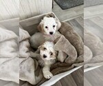 Small Photo #1 Maltipoo Puppy For Sale in PEYTON, CO, USA