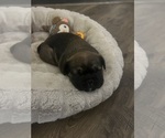 Small #4 French Bulldog
