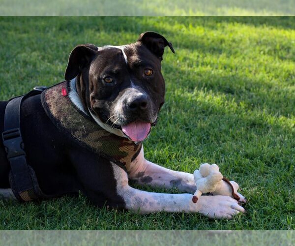 Medium Photo #7 American Bulldog-Unknown Mix Puppy For Sale in Chandler, AZ, USA