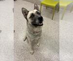 *NASHVILLE - Female Siberian Husky-Unknown Mix Dog for Adoption - Small photo