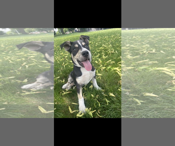 Medium Photo #2 Mutt Puppy For Sale in Des Moines, IA, USA