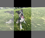 Small #1 Mutt