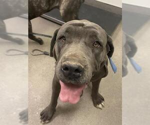 Mutt Dogs for adoption in HESPERIA, CA, USA