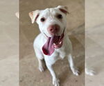 Small #3 Labrador Retriever Mix