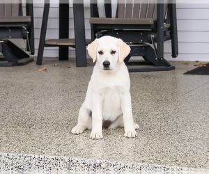 Labrador Retriever Puppy for sale in SYRACUSE, IN, USA
