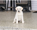 Image preview for Ad Listing. Nickname: Suki