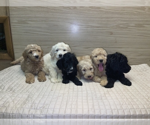 Medium Photo #4 Goldendoodle-Poodle (Standard) Mix Puppy For Sale in DETROIT, MI, USA