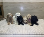 Small Photo #4 Goldendoodle-Poodle (Standard) Mix Puppy For Sale in DETROIT, MI, USA