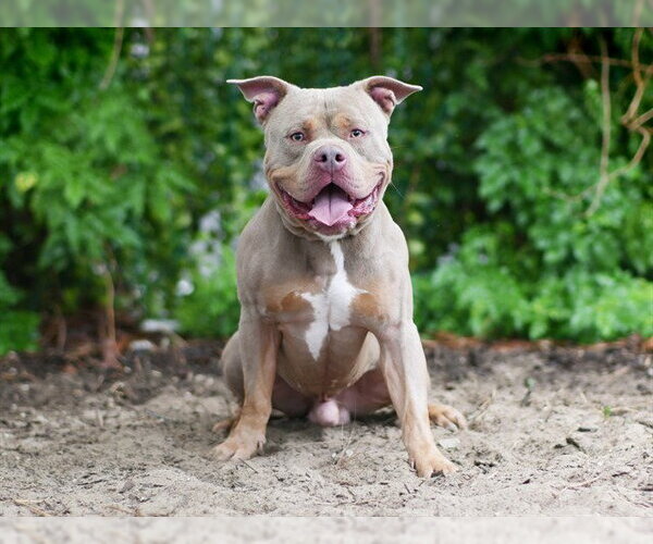 Medium Photo #2 Staffordshire Bull Terrier Puppy For Sale in Tavares, FL, USA