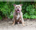 Small #1 Staffordshire Bull Terrier