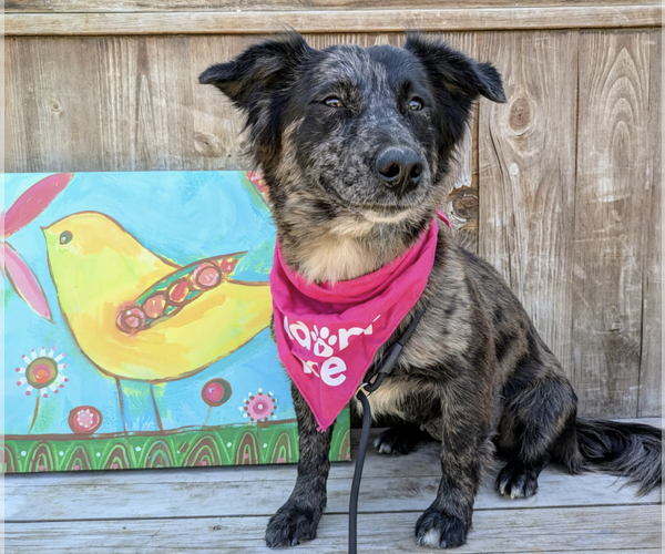 Medium Photo #2 Spaniel-Unknown Mix Puppy For Sale in Fresno, CA, USA