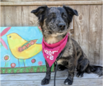 Small #1 Spaniel Mix